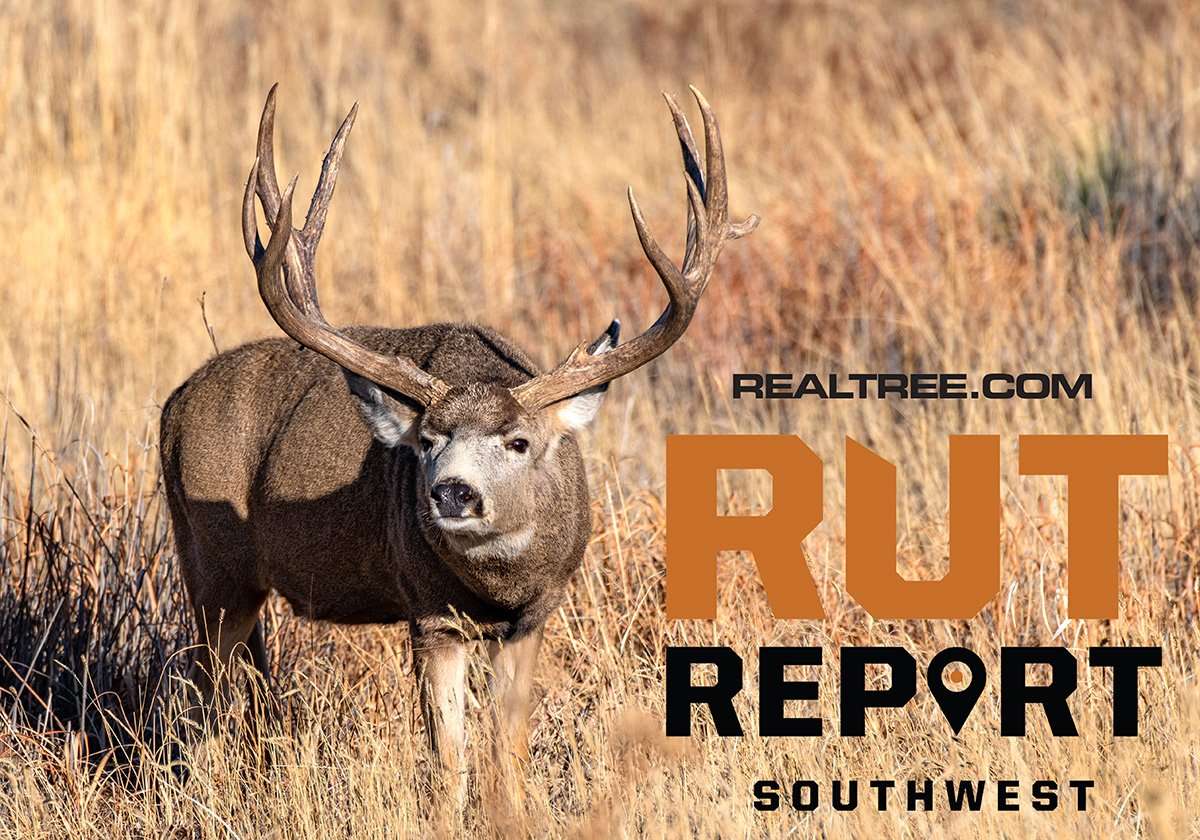 Southwest Rut Report: Blacktail Action in California, Mule Deer Lying Low - ckerry_hargrove-shutterstock-sw