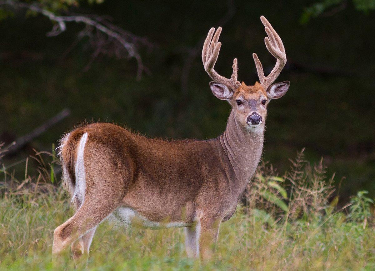 Letting deer get from 3 1/2 to 4 1/2, and especially 5 1/2, will lead to much bigger bucks on your hunting properties. (Shutterstock / Kevin M. McCarthy photo)