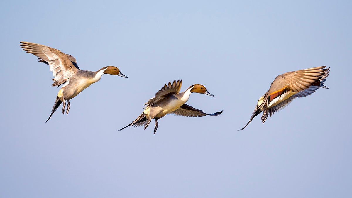Pintails