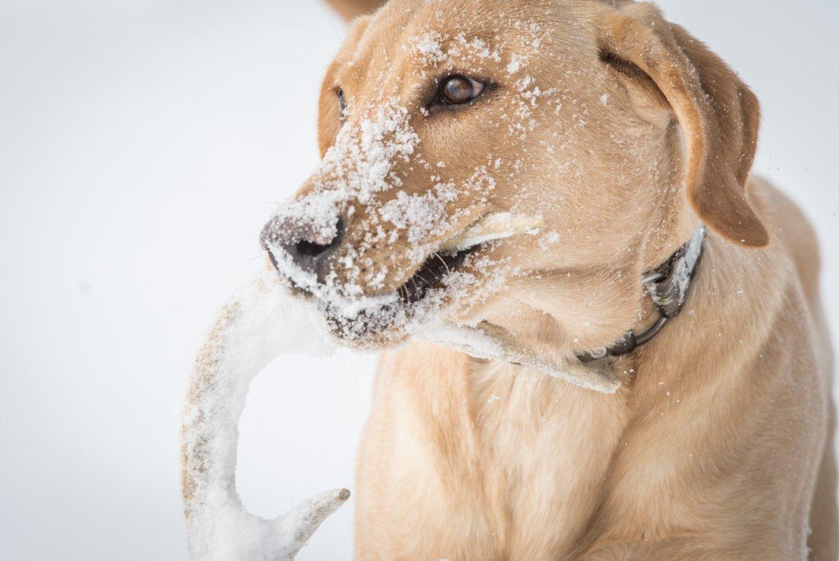 Start all dog training with basic obedience. Training will be frustrating to both the dog and the handler without it. (Bill Konway photo)