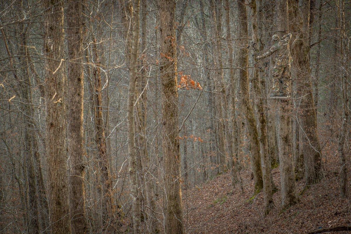 Find the exact tree you need to be in to kill that buck. (Bill Konway photo)