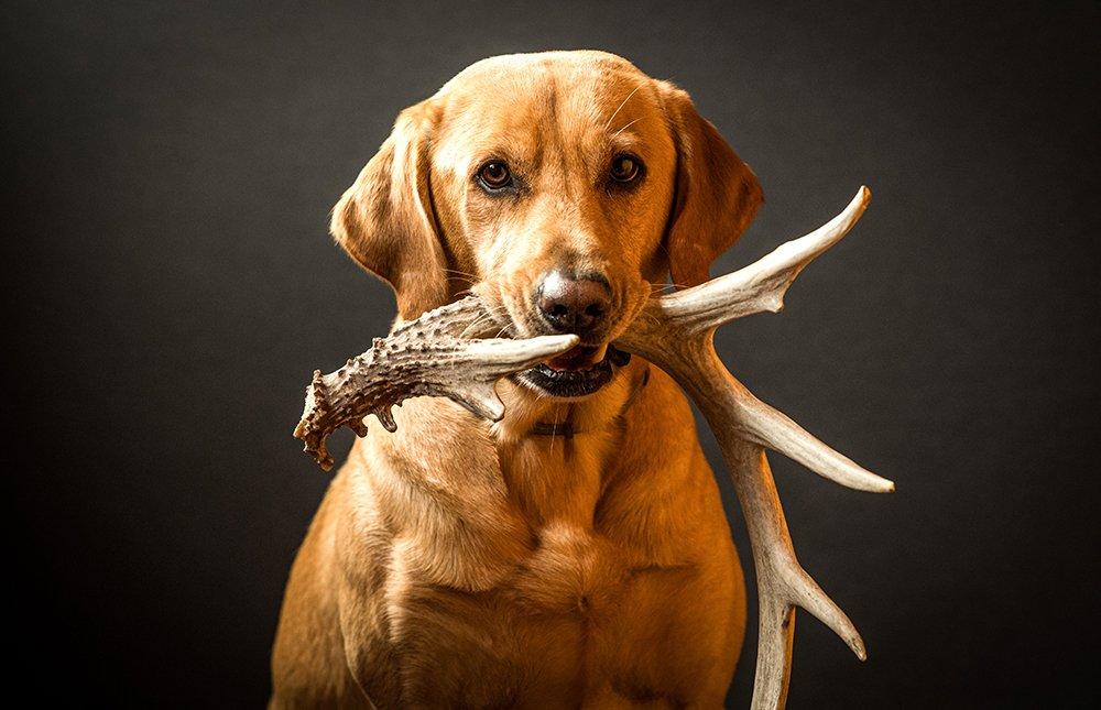 Low shedding hunting store dogs