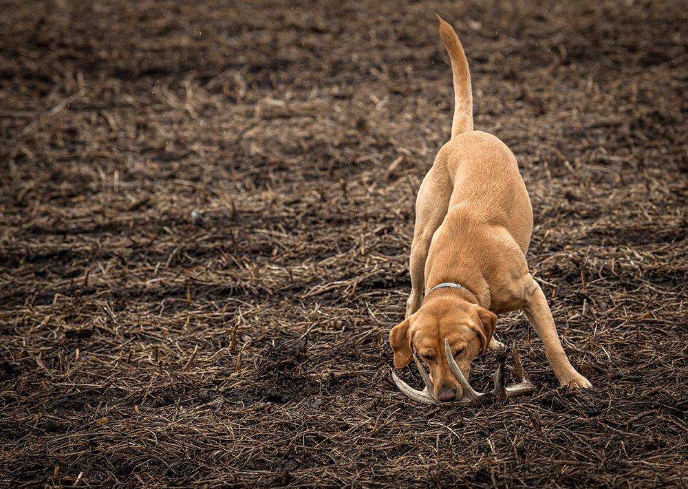 The best dog for shed hunting is probably the one you already have (or want to get). (Bill Konway photo)