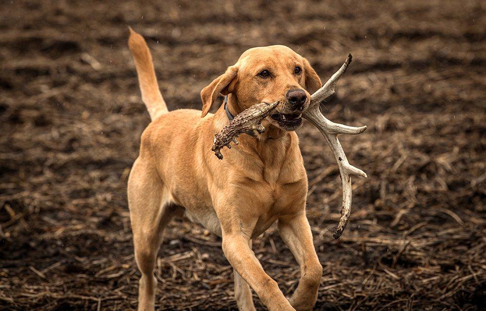 The number of olfactory receptors a dog has isn't as important as retrieving. All dogs have noses good enough to smell antlers. (Bill Konway photo)