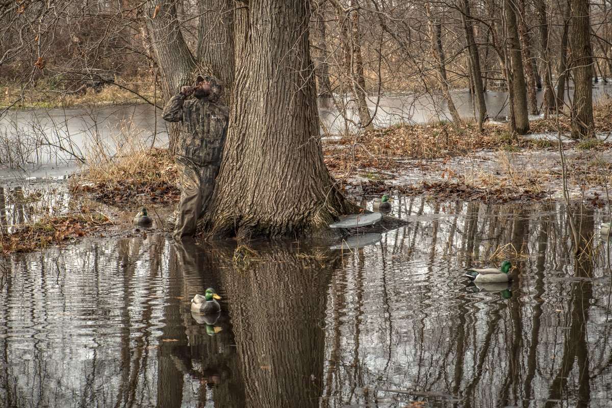 Mallard numbers in Arkansas were well below the long-term average, but hunters in other areas reported seeing lots of ducks. Photo © Bill Konway