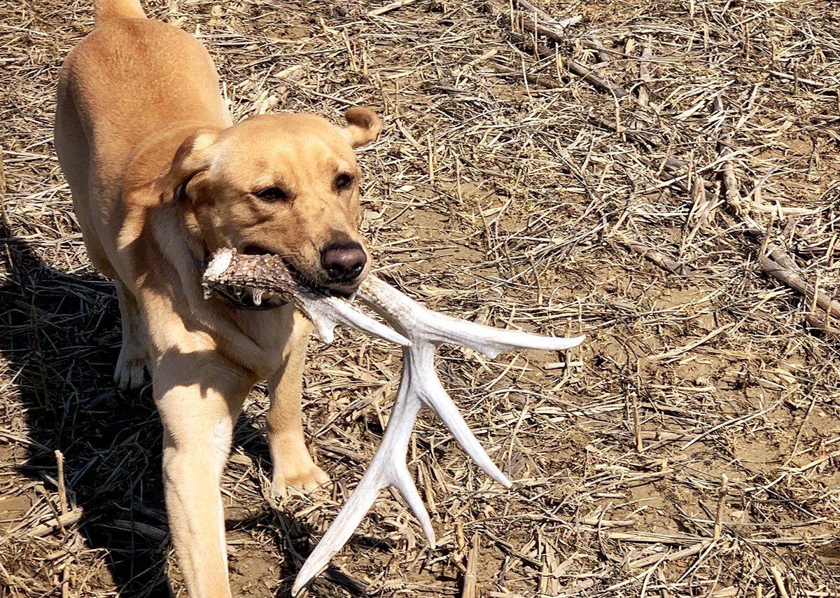 Focus on food sources with thick bedding nearby to find the most shed antlers. (Bill Konway photo)