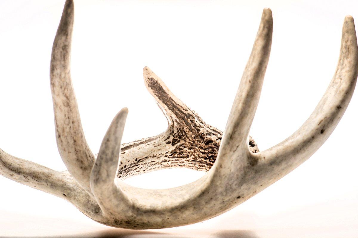 Deer antlers: the fastest growing tissue with least cancer