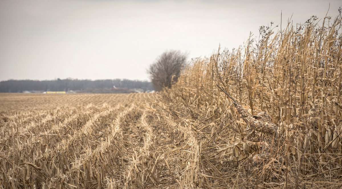Many Canada geese have migrated to the Eastern Shore. Meanwhile, hunters are reporting good duck numbers from New England to New Jersey. Photo © Bill Konway Many Canada geese have migrated to the Eastern Shore. Meanwhile, hunters are reporting good duck numbers from New England to New Jersey. Photo © Bill Konway