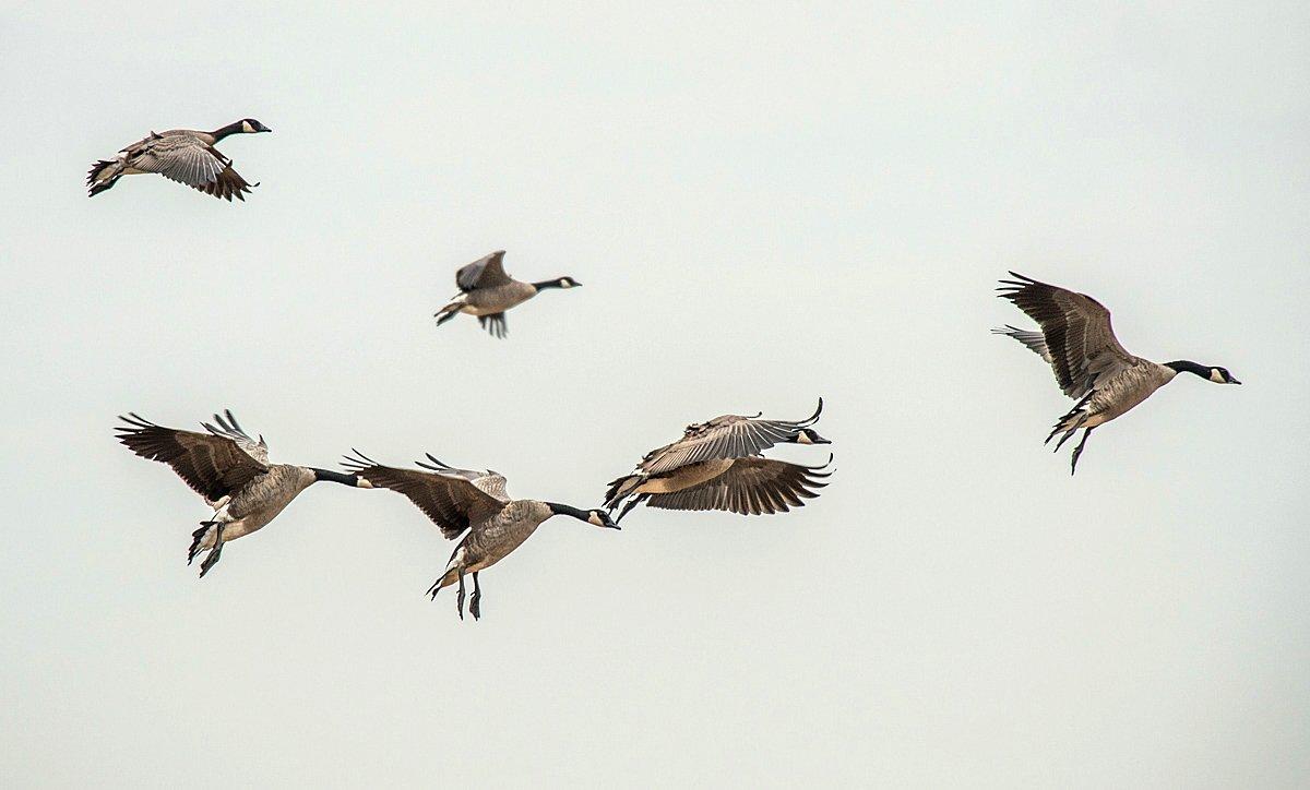 Overhead or incoming shots at geese are ideal, but they can cause potentially dangerous situations. Always watch out for falling birds. Photo © Bill Konway