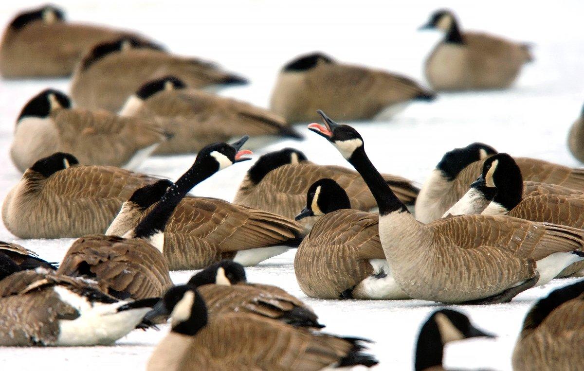 Many dark geese defy winter, hanging in the North and loading up on waste grain. Photo © Bill Konway