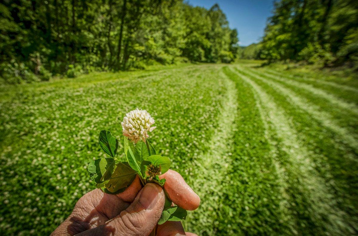 Plant spring food plots now. And don't forget to mow and spray those existing clover plots. (Bill Konway photo)