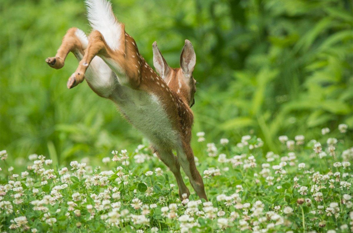 Have you ever planted white clover for deer? (Bill Konway photo)