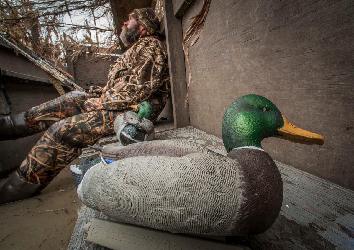 The first rule in the ABCs of decoys is to always have a backup plan in case your surefire spread fails. Photo © Bill Konway