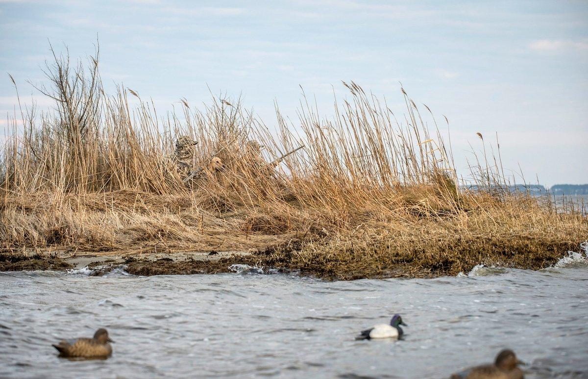 Diving ducks often fly and loaf just outside the reach of shore-bound hunters. Photo © Bill Konway