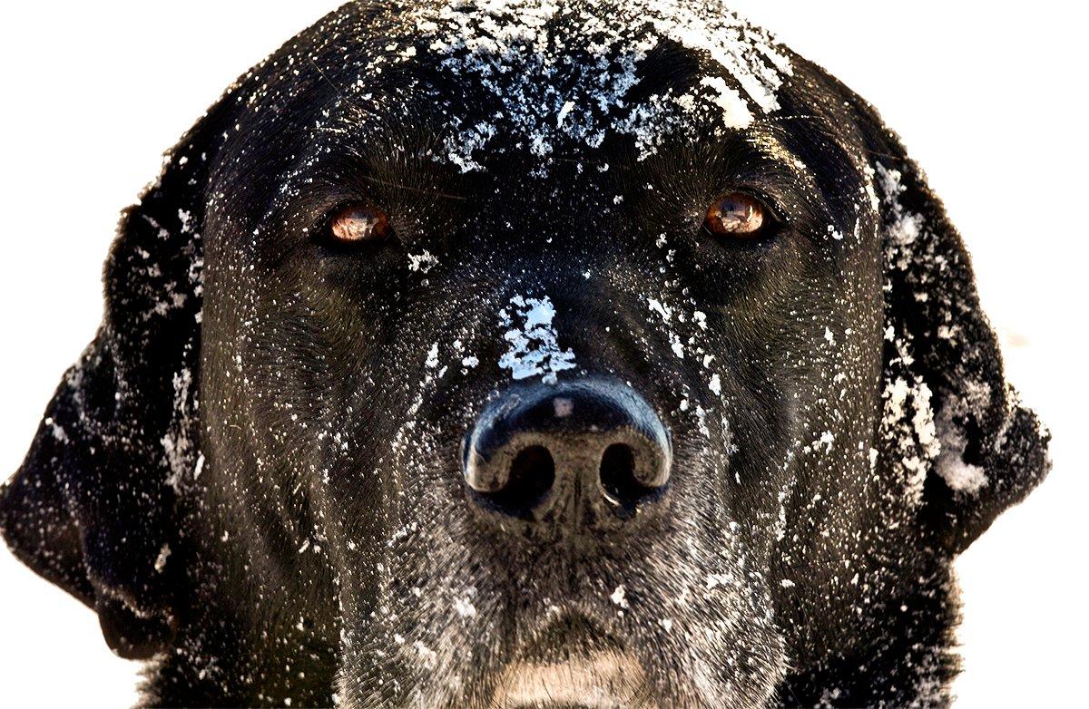 Duck hunters love to brag about how their retrievers eagerly jump into cold water or break ice. However, we should still take precautions with dogs during cold-weather hunts. Photo © Bill Konway