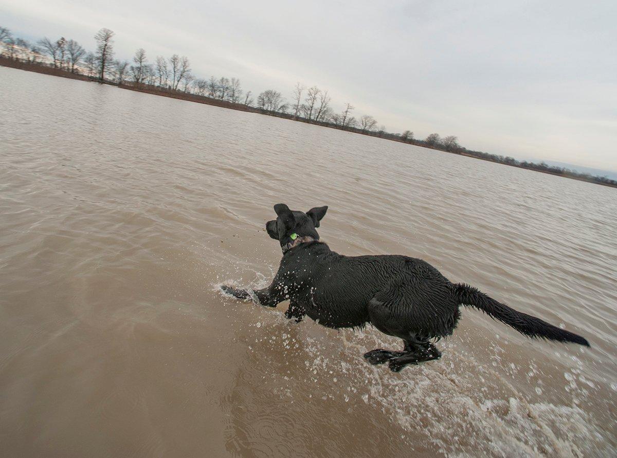 Training your retriever for water marks is much like land training. You're simply throwing water into the mix. Photo © Bill Konway