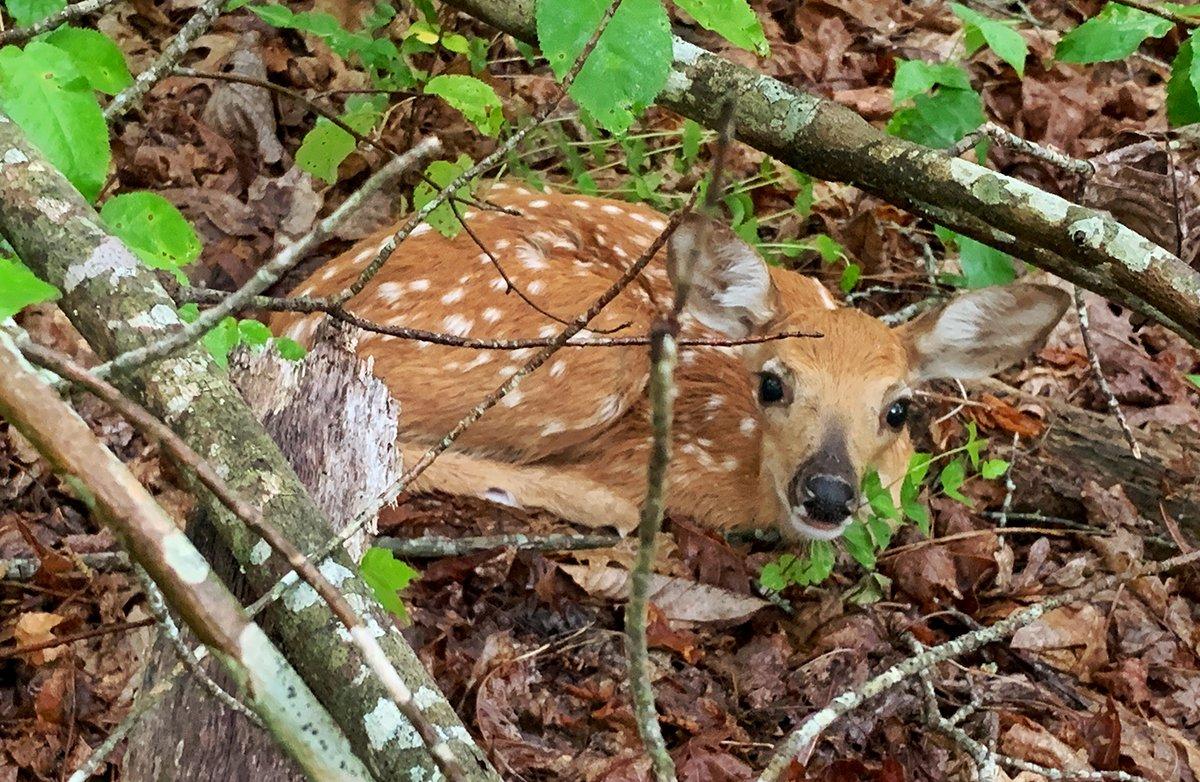 It's fawning season, and many of them won't live to see fall. To offset that, in areas with suffering deer populations, we just might need to tag less does. (Bill Konway photo)