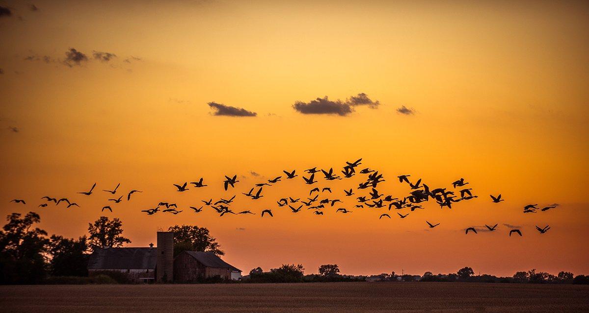 How old are some of those Canada geese? You might be surprised. Photo © Bill Konway