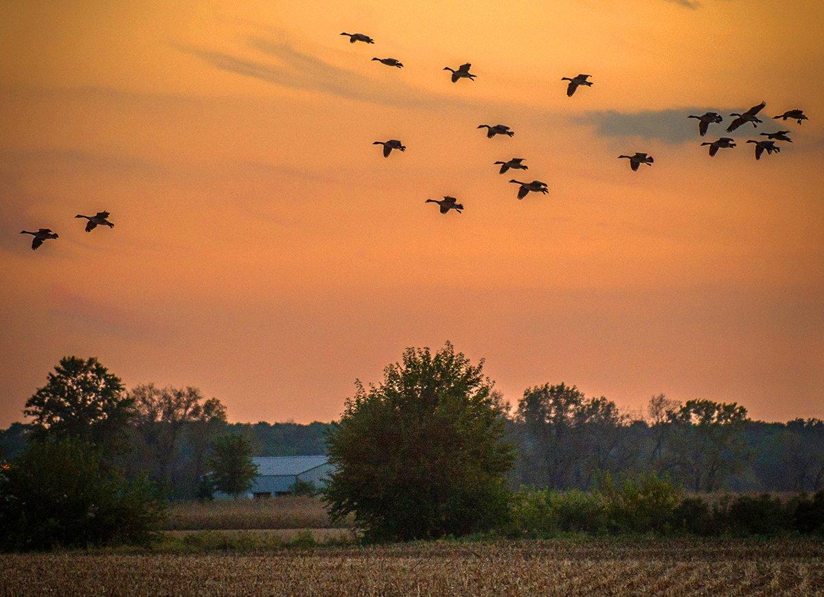 Waterfowl always strike a chord in the souls of hunters, but the scenes and circumstances of pursuit change dramatically. Photo © Bill Konway