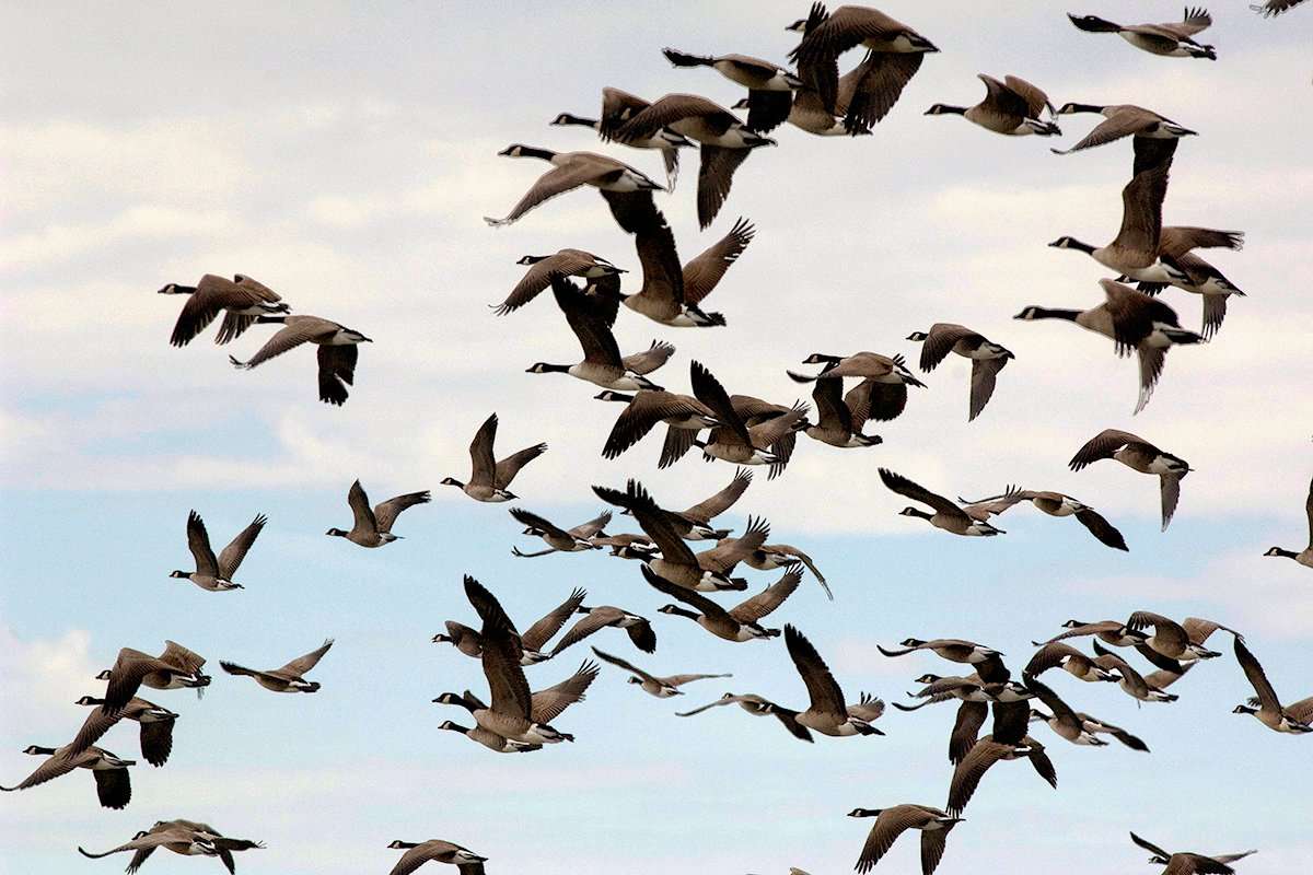 Migrant Canada geese are arriving in northern portions of the Atlantic Flyway, but the duck flight has yet to start in earnest. Photo © Bill Konway Migrant Canada geese are arriving in northern portions of the Atlantic Flyway, but the duck flight has yet to start in earnest. Photo © Bill Konway