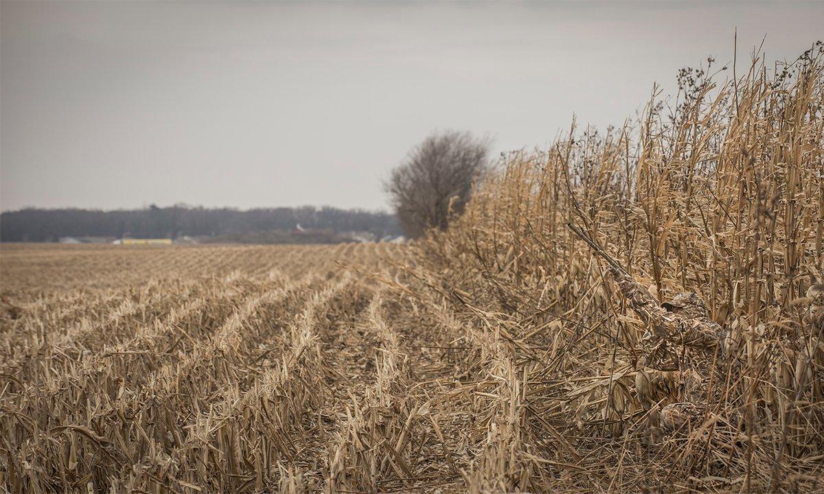 Many hunters pack up their field gear after the action slows. However, staying late can put more geese on your strap. Photo © Bill Konway