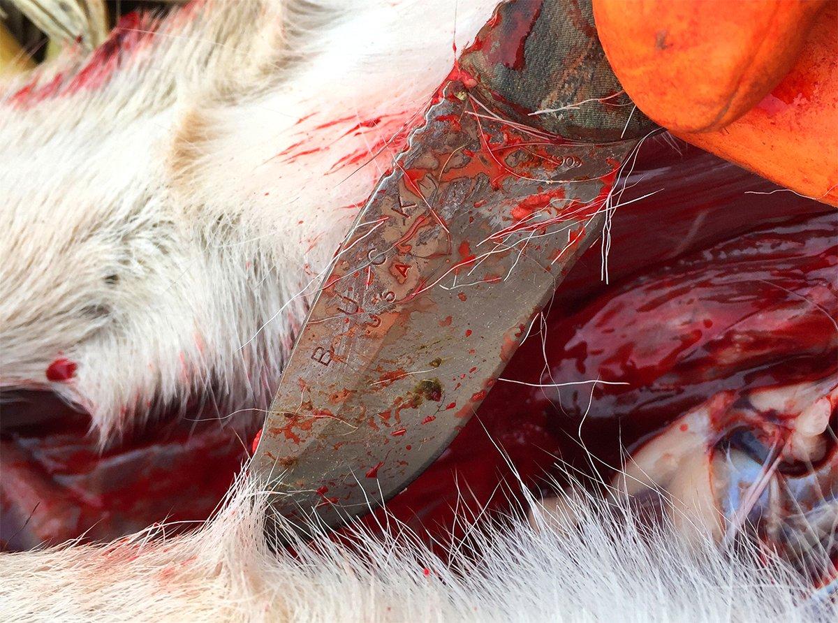 Do you know how to safely handle a deer carcass in the age of CWD? (Image by Bill Konway)