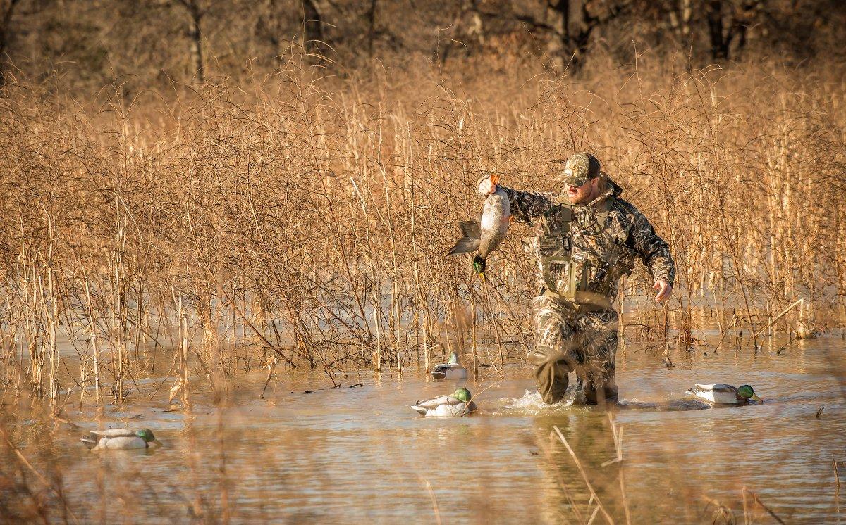 Atlantic Flyway hunters will enjoy a 60-day 2019-'20 season but can only take two mallards daily. Photo © Bill Konway