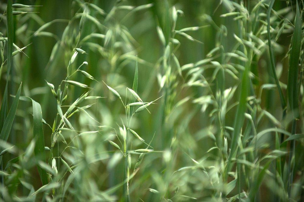 Have you ever planted oats for deer? (Bill Konway photo)