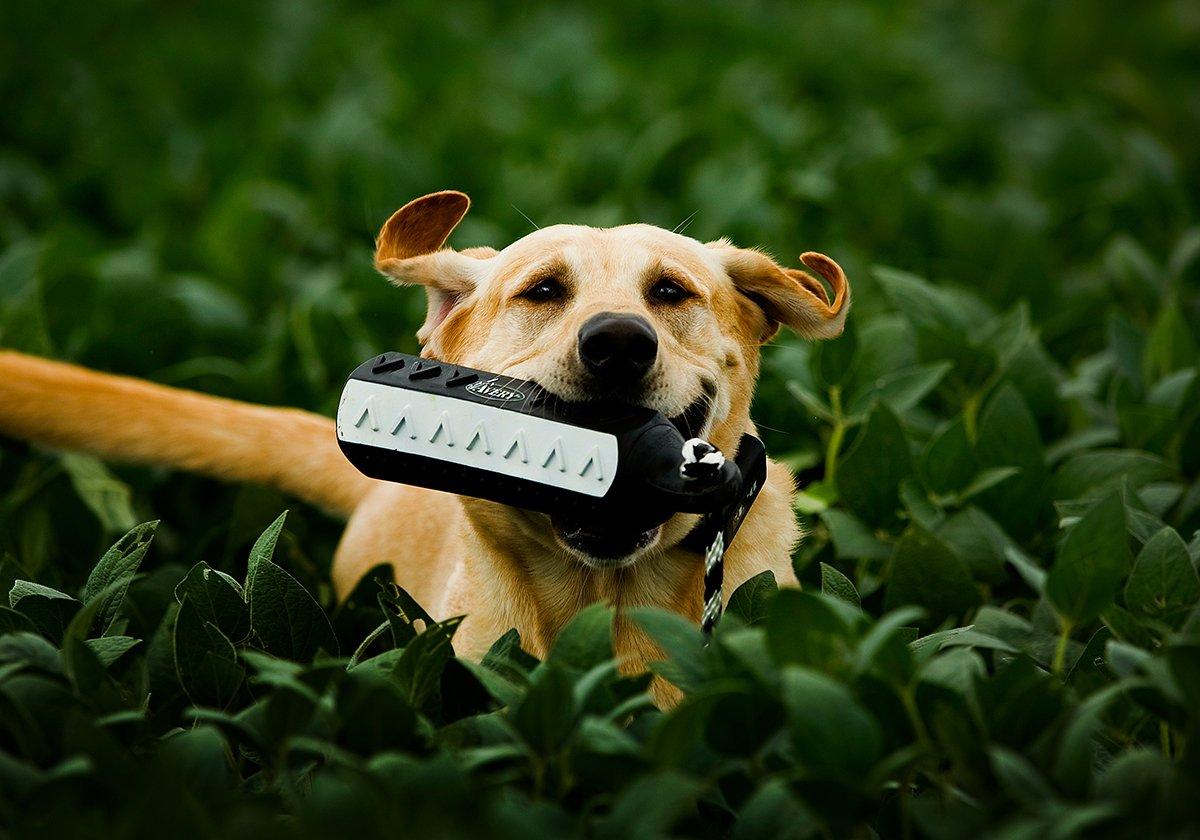 Duck store dog trainer