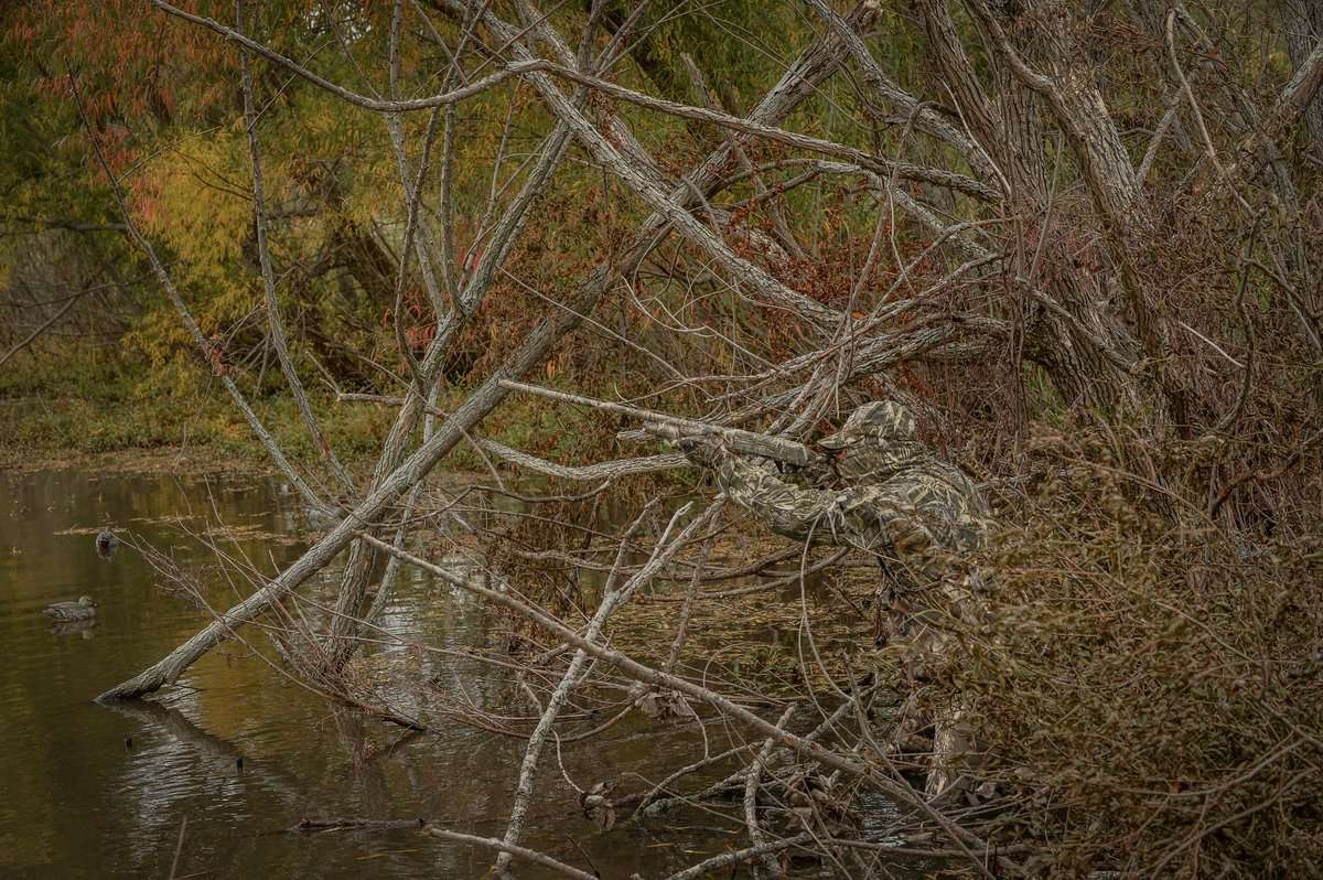 Wood duck numbers have been good to excellent in many areas of the flyway. Photo © Bill Konway