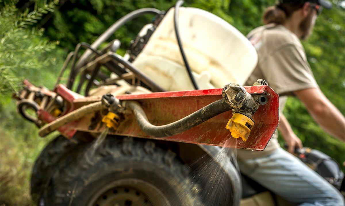 Timing is critical for spraying food plots. Do so when plants are active, but still young. (Bill Konway photo)