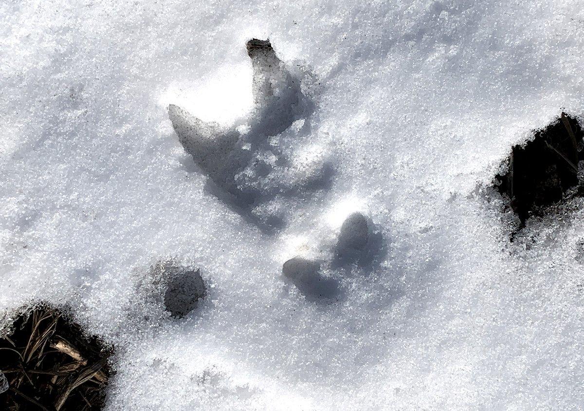 Late winter is one of the best times to find deer trails in either snow or mud. Image by Bill Konway
