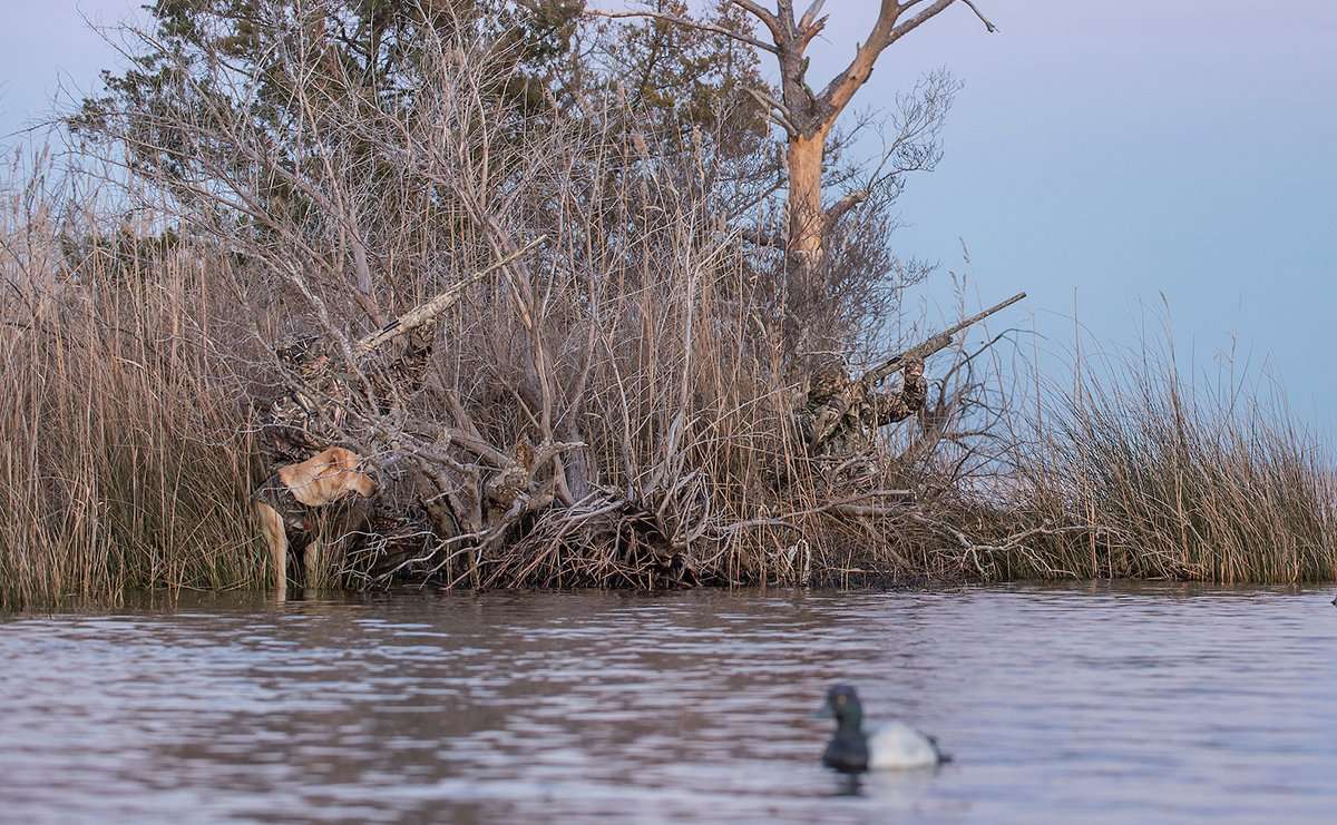 Bluebill and bufflehead numbers continue to build on the Columbia River. Photo © Bill Konway Bluebill and bufflehead numbers continue to build on the Columbia River. Photo © Bill Konway