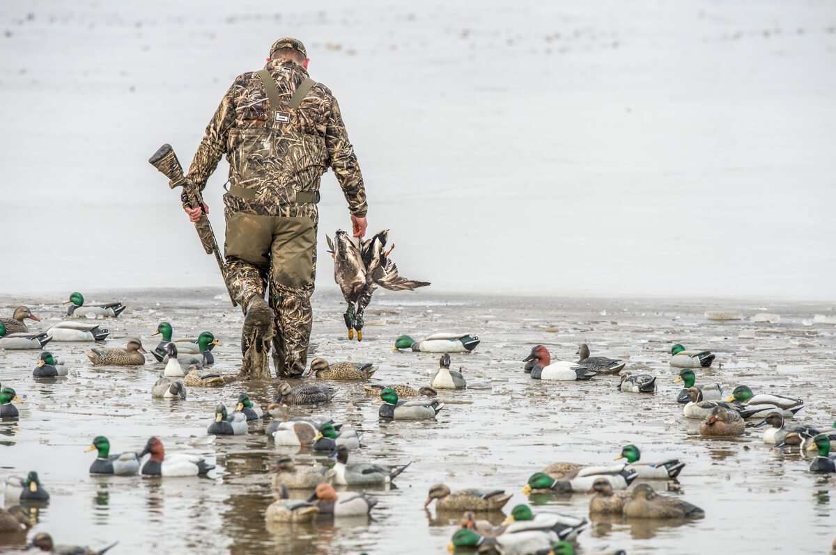 Flooded crop fields have been the ticket in northern South Dakota, where hunters are finding mallards, wigeon, gadwall, greenwings and other ducks. Photo © Bill Konway Flooded crop fields have been the ticket in northern South Dakota, where hunters are finding mallards, wigeon, gadwall, greenwings and other ducks. Photo © Bill Konway