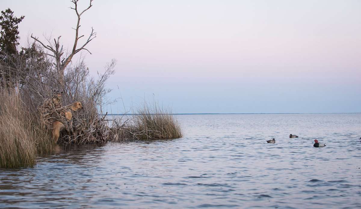 Diving ducks have provided good hunting in many areas, but hunters long for a push of fresh birds. Photo © Bill Konway Diving ducks have provided good hunting in many areas, but hunters long for a push of fresh birds. Photo © Bill Konway