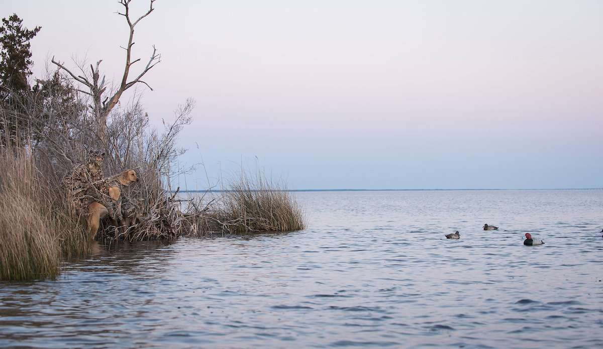 Diving ducks have provided good hunting in many areas, but hunters long for a push of fresh birds. Photo © Bill Konway