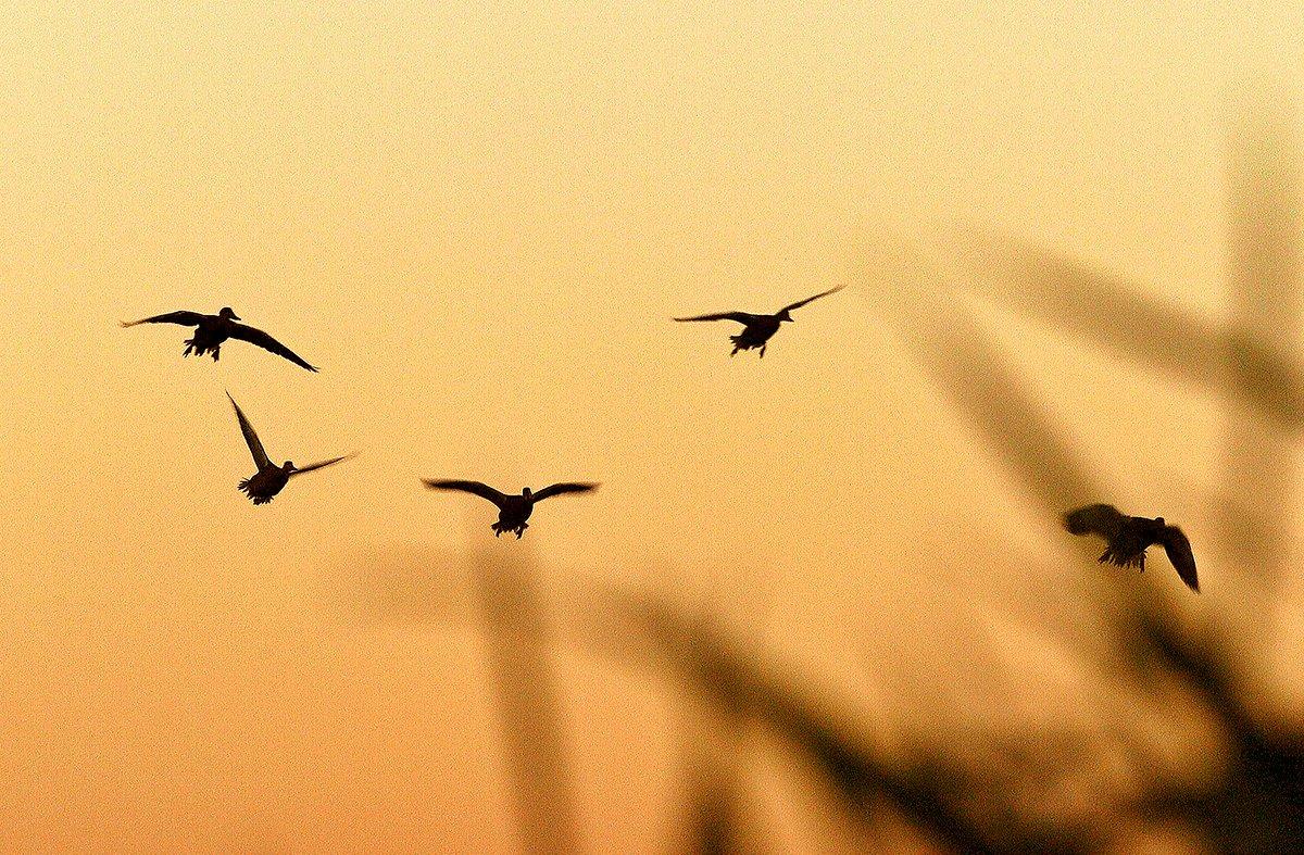Every day in the duck marsh offers a chance to watch the sun rise and experience creation. Take advantage of each chance. Photo © Bill Konway