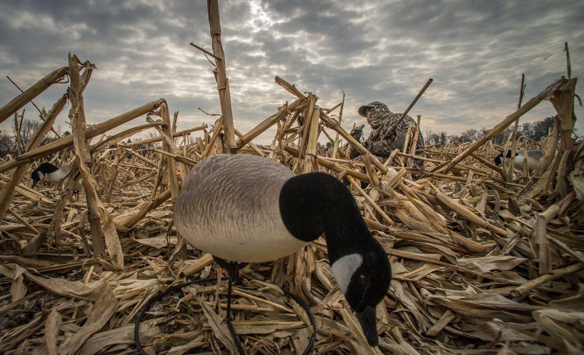 Fences and Corn for Field Hunts