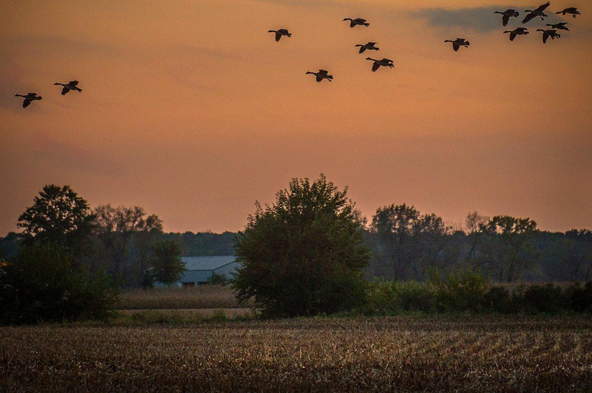 Pressured ducks and geese often feed at night, making hunting efforts extremely dificult. Photo © Bill Konway