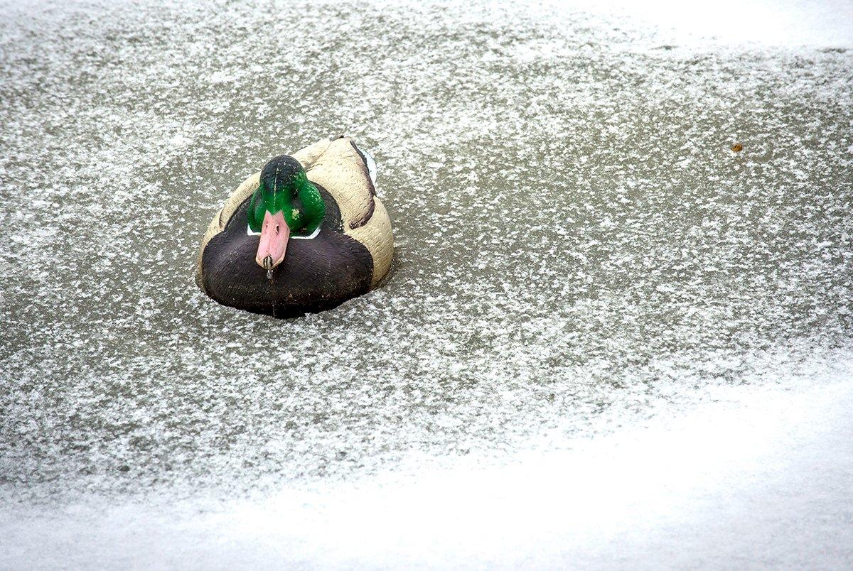 PHOTO Not nice weather for ducks