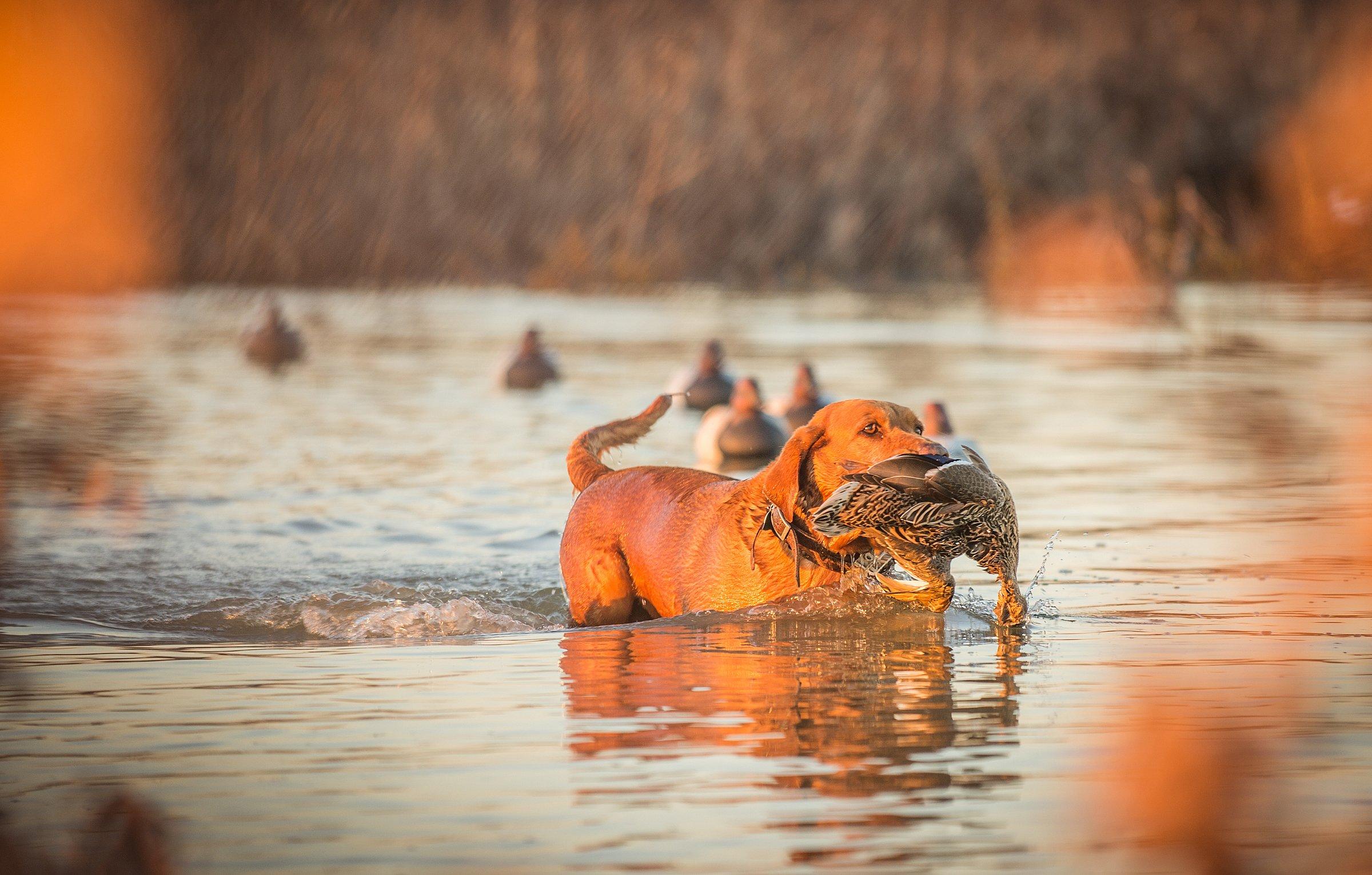 Hunting dogs face many potential dangers afield. Learn how to keep your best buddy healthy and happy. Photo © Bill Konway