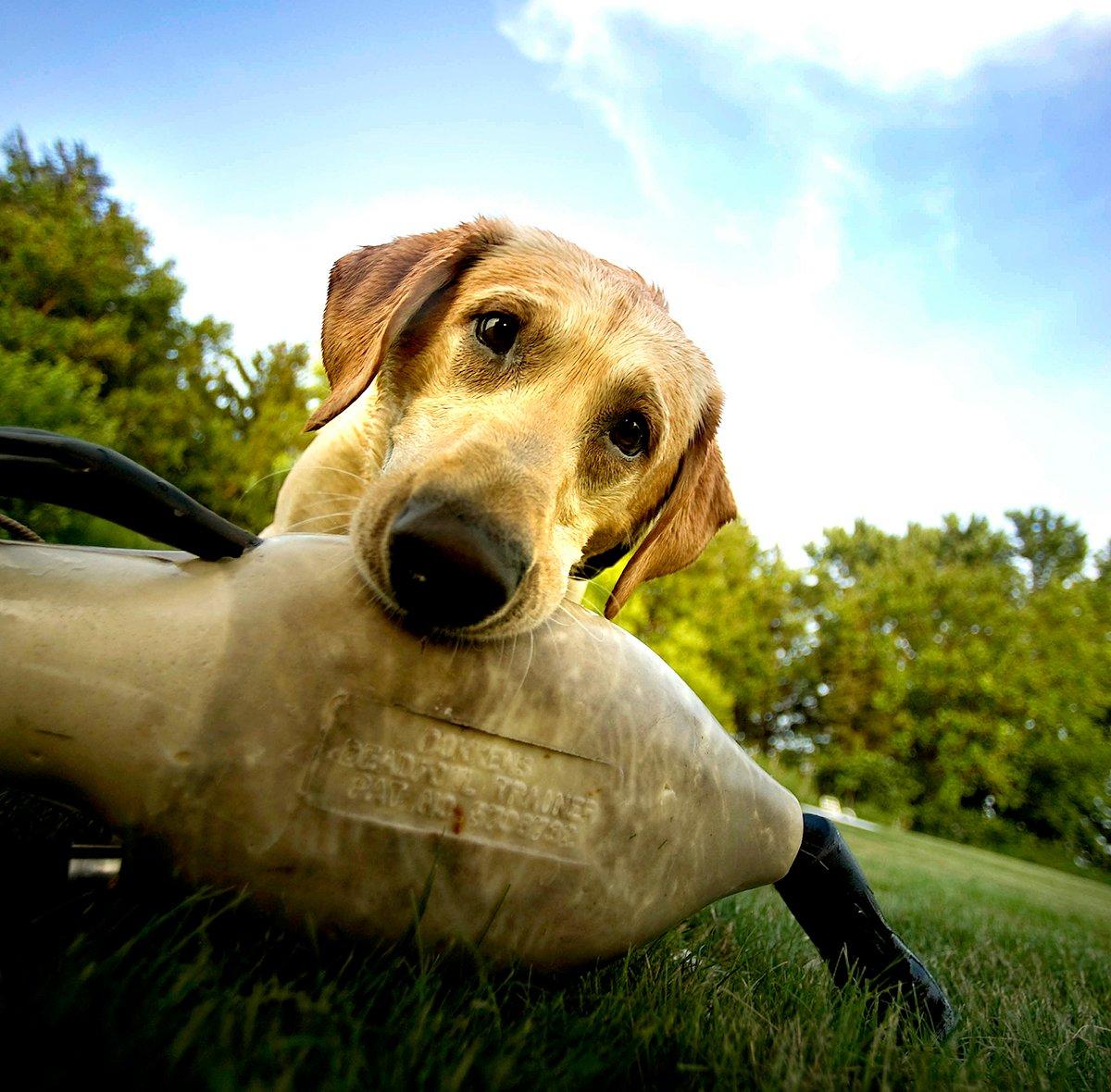 Are you way too excited for the 2016 duck and goose seasons? Maybe even your retriever has noticed. Photo © Bill Konway