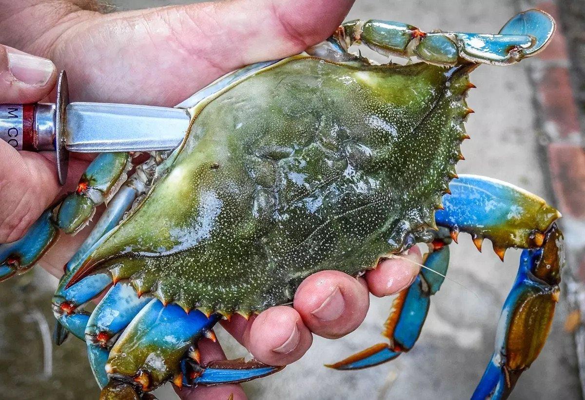 Image: clean_blue_crab_1