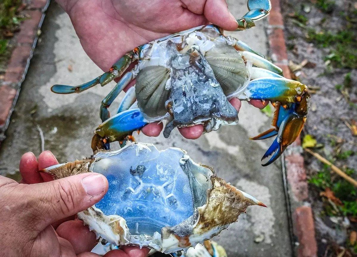 Image: clean_blue_crab_2