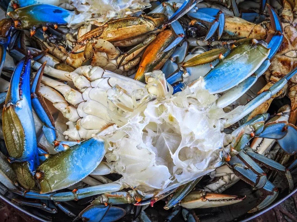 Image: clean_blue_crab_4