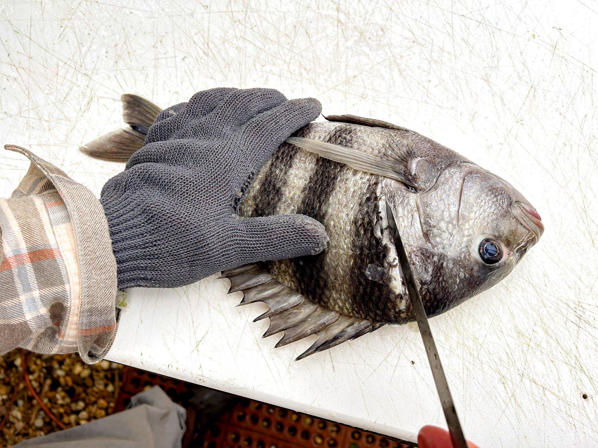 Can You Eat Sheepshead and How Does it Taste?