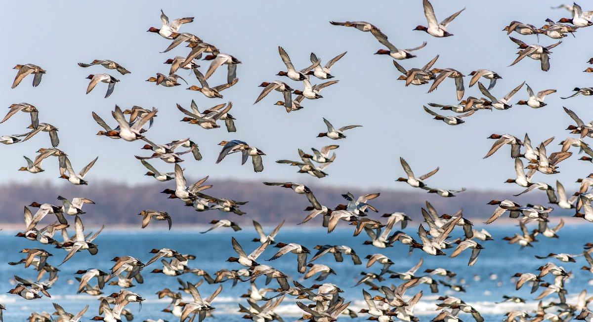 Perhaps no other duck inspires reverence like a drake canvasback. Here's where to find one. Photo © Lone Wolf Photography/Shutterstock