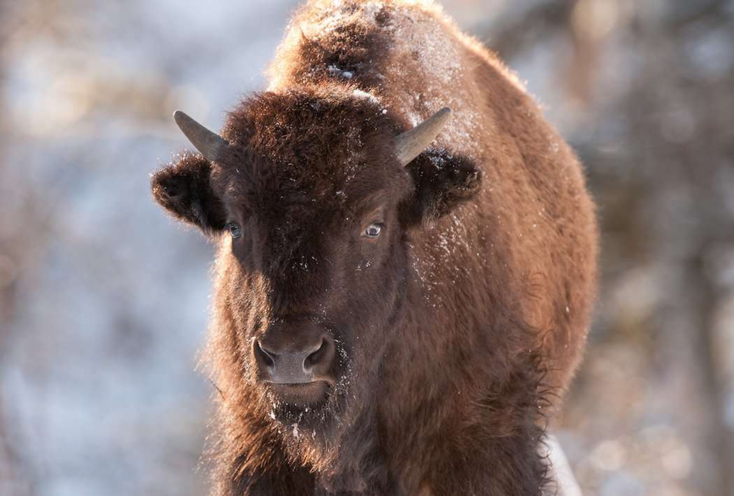 Bison