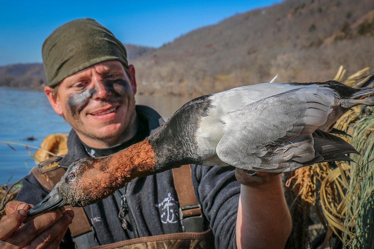 Despite almost windless conditions, canvasbacks provided great decoying action for most of the morning. Photo © Brian Lovett