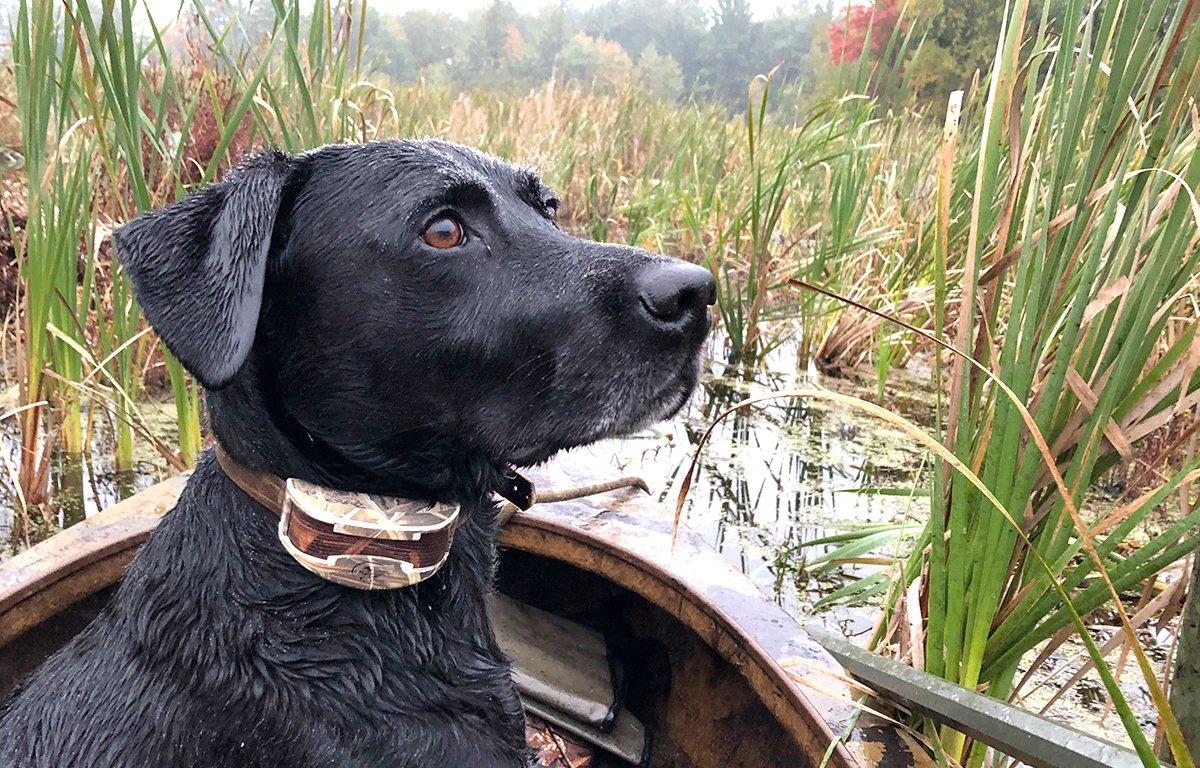 Alert and ready, Birdie, the Duck Blog dog, surveys the opening-day marsh. Photo © Brian Lovett